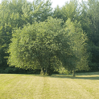 tree_05 profile picture